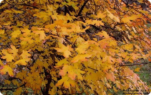 IMG_8253 IMG_8253