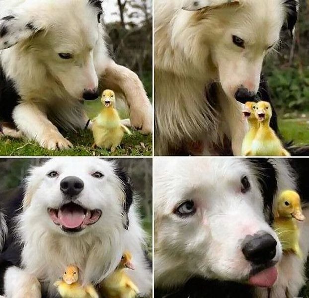 [funny-animals-part317-23%255B5%255D.jpg]