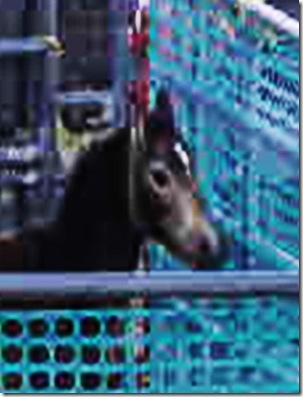 TripleBfoalPEN closeup