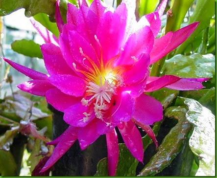 KIMONO Epiphyllum cv (pic 1)