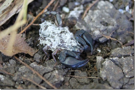 Italienische Skropionmama - Euscorpius italicus Italienische Skropionmama - Euscorpius italicus
