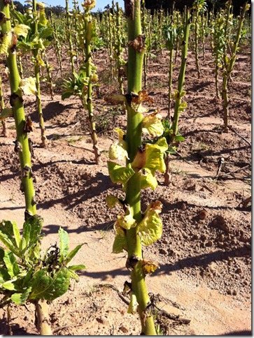 tobacco 008 tobacco 008
