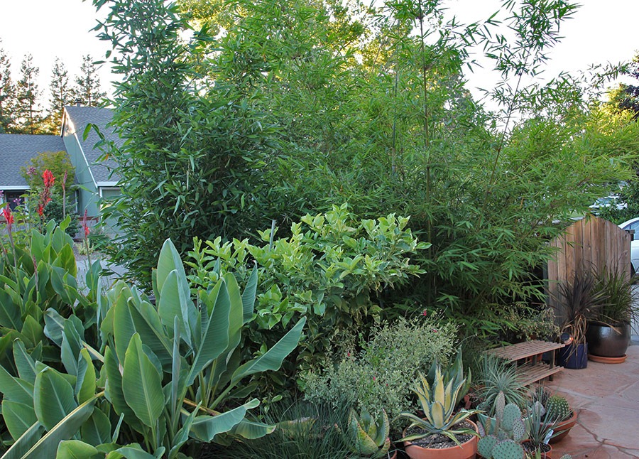 [110707_frontyard_bamboo3.jpg]