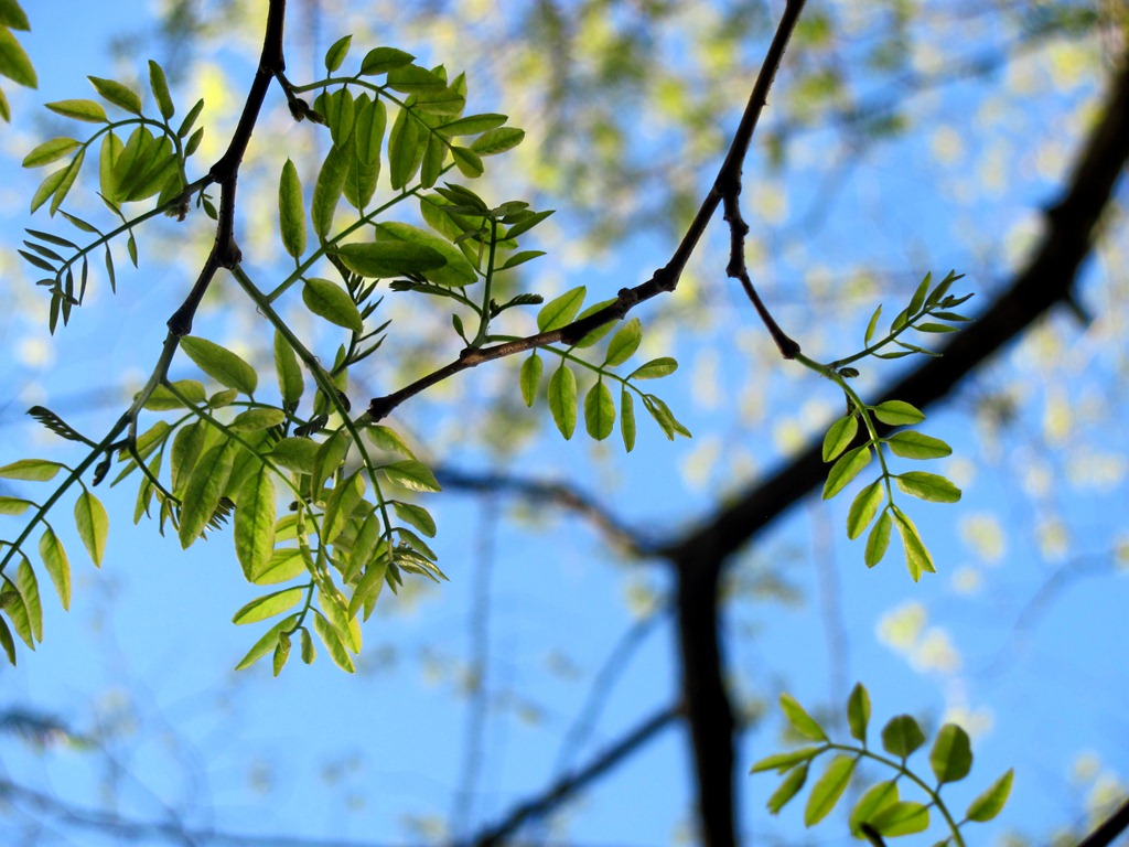 [spring%2520tree%255B5%255D.jpg]