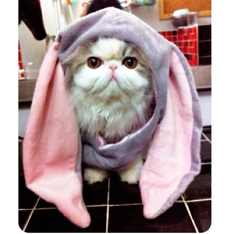 [hope-cat-instagram-5%255B2%255D.jpg]