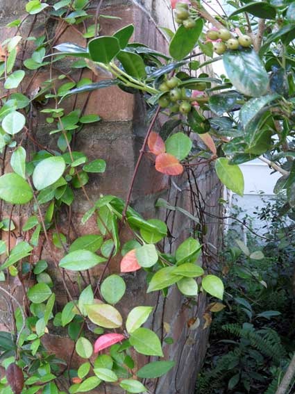[change-of-a-leaf%255B4%255D.jpg]