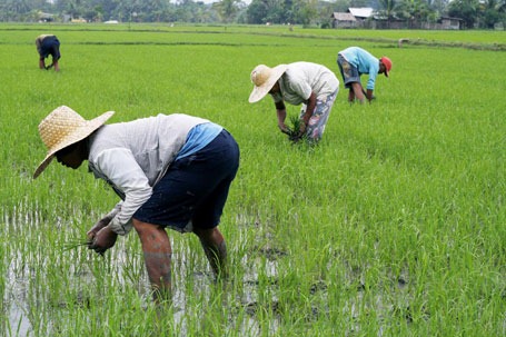 [philippine-rice-farmers%255B3%255D.jpg]