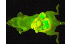 Fluorescent cells.jpg
