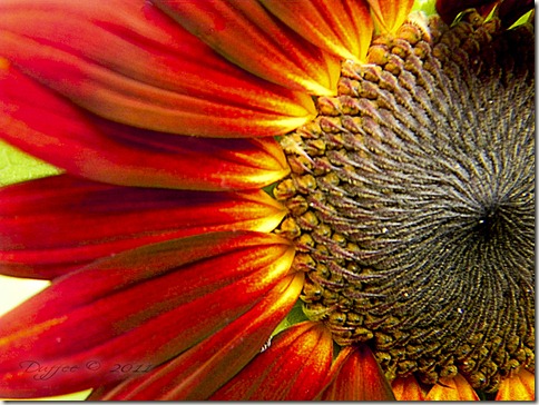 RedBurst Sunflower