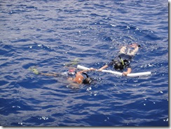 ハワイ島でイルカと泳ぐ ハワイ島でイルカと泳ぐ