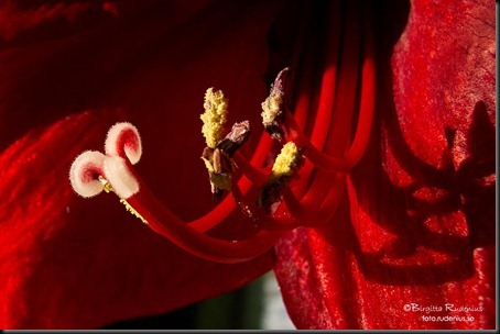 macro_20120209_pistill