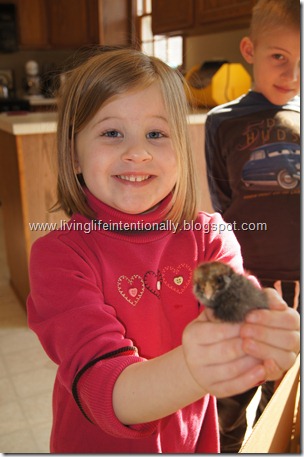 Children love holding cute baby chickens Children love holding cute baby chickens