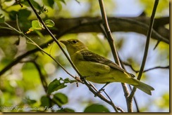 Scarlet Tanager