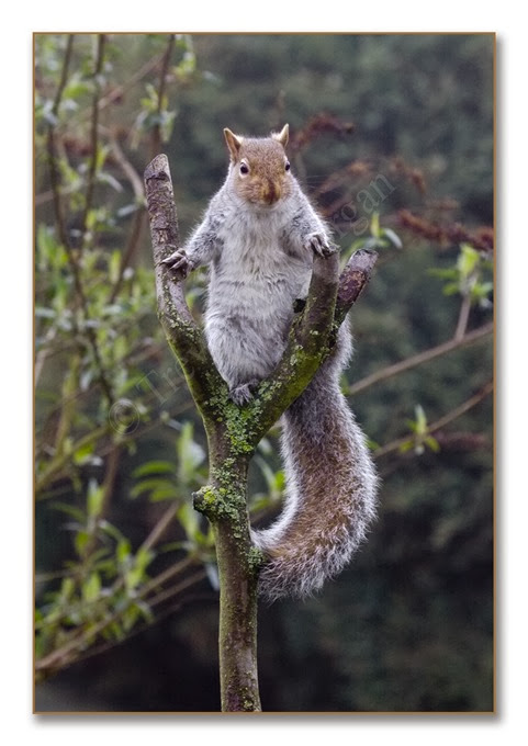 Boss Squirrel 2 Boss Squirrel 2