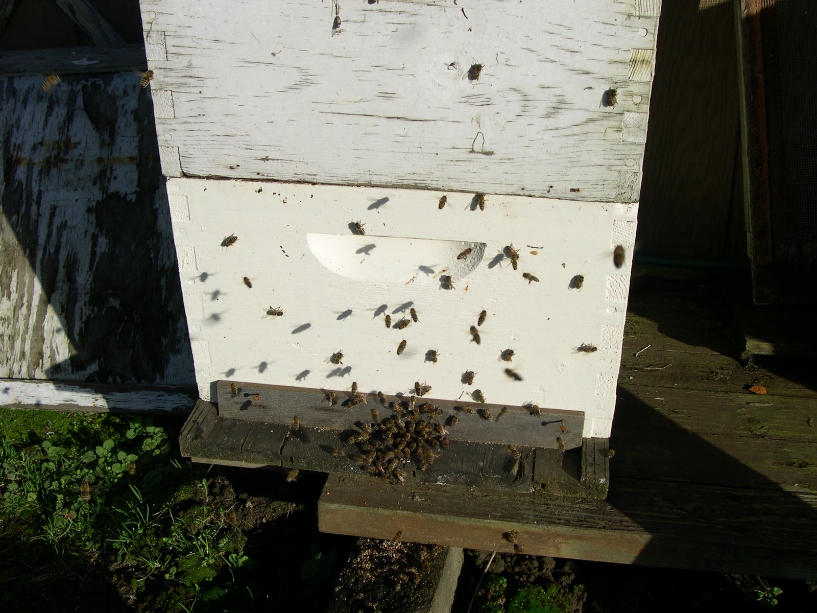 [bees%2520seeking%2520the%2520sun%255B3%255D.jpg]