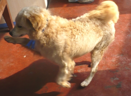 bello cachorro 1.jpg