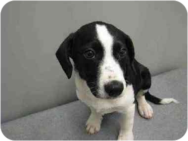Cracker Jack - Urgent! - from Mobile, Alabama. Cracker Jack is at a municipal shelter and his time is up. Please consider fostering or adopting him! Cracker Jack - Urgent! - from Mobile, Alabama. Cracker Jack is at a municipal shelter and his time is up. Please consider fostering or adopting him!