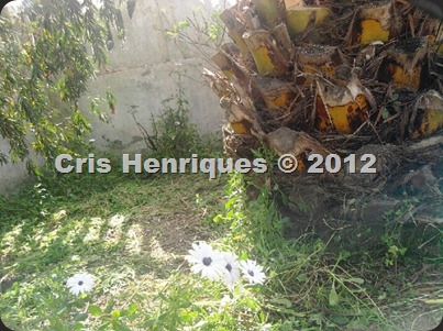 Foto0287 Foto0287