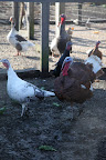 Well, look at that!  The turkey's are still here!  We thought you birds were.......