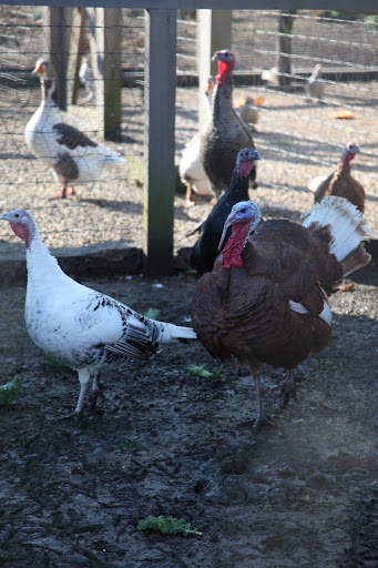 Well, look at that!  The turkey's are still here!  We thought you birds were.......