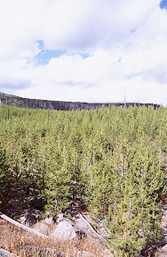 Yellowstone Park Plus 20