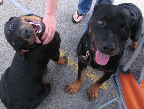 Rottie Empire Rescue girls.jpg Rottie Empire Rescue girls