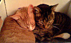 3-legged tabby Olive (on R) began as a foster in need of a home- but when rescued Max (on L)  took it upon himself to always comfort and groom her- Olive became part of the family forever!