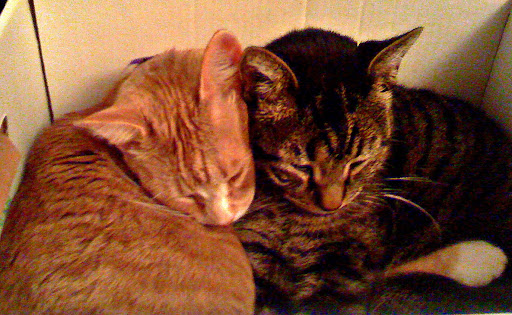 3-legged tabby Olive (on R) began as a foster in need of a home- but when rescued Max (on L)  took it upon himself to always comfort and groom her- Olive became part of the family forever!