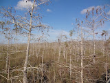 Les Everglades c'est ça :