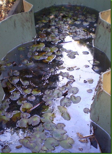 water lilies in a tub