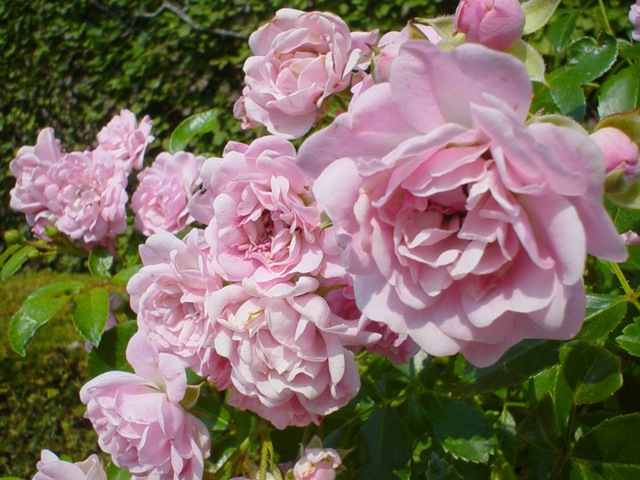 [FreeHeaderRoses%255B2%255D.jpg]
