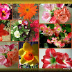 Search results for flowers8 3D.jpg