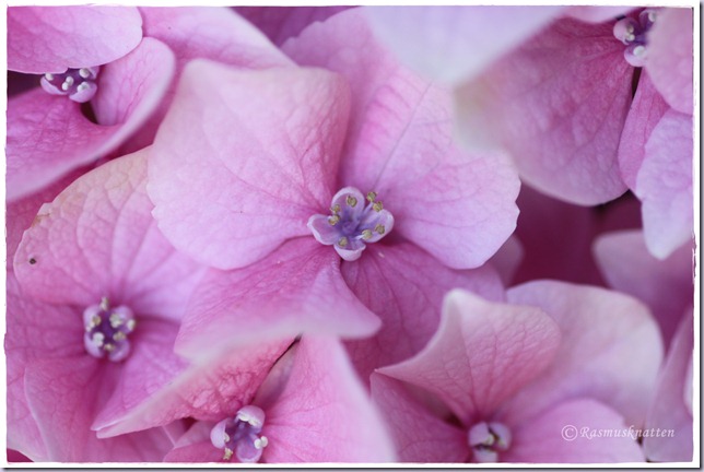 Hortensia Hortensia