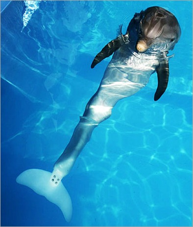 winter-delfin (2)