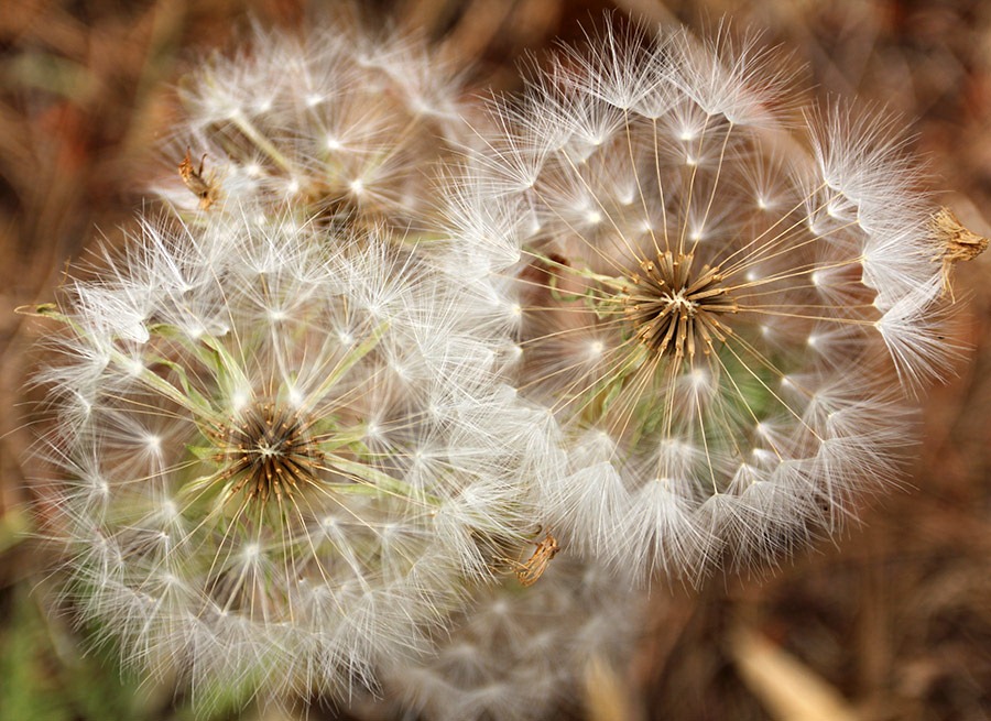 [110708_Tragopogon-dubius_123.jpg]