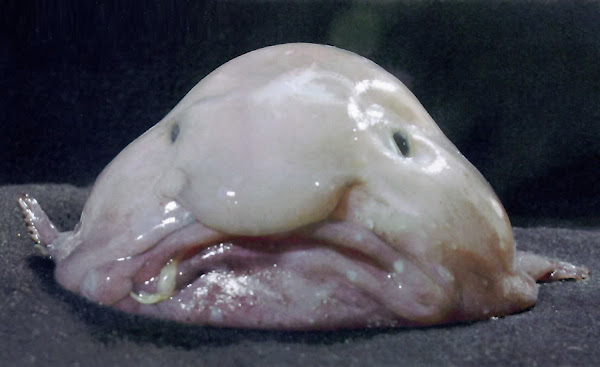 Show-102-Blobfish.jpg
