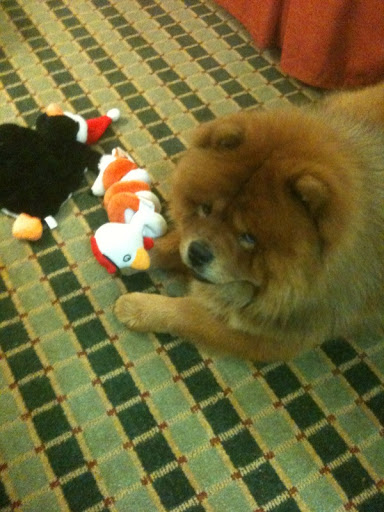 Later that day, we traveled to Virginia to prepare for the dog show. When we checked into the hotel, I tried to keep myself busy with some toys, but I really needed to focus for the next day's show. What was it going to be like? Later that day, we traveled to Virginia to prepare for the dog show. When we checked into the hotel, I tried to keep myself busy with some toys, but I really needed to focus for the next day's show. What was it going to be like?