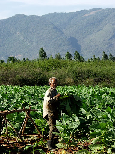 Cuban coffee grower