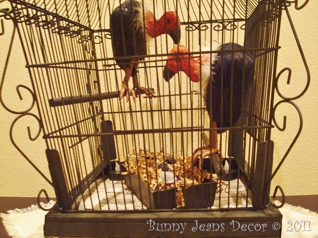 Buzzard Cage Buzzard Cage