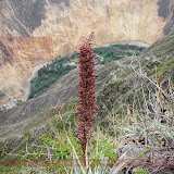 Flores do Canion do Colca - Cabanaconde - Peru