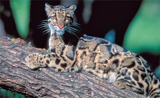 [Amazing%2520Animal%2520Pictures%2520Clouded%2520Leopard%2520%25281%2529%255B3%255D.jpg]
