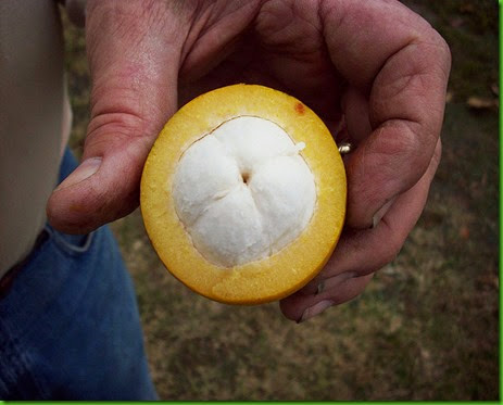 Garcinia macrophylla Garcinia macrophylla