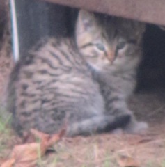 12.20.12 darker kitten under camper