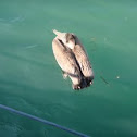 Brown pelican