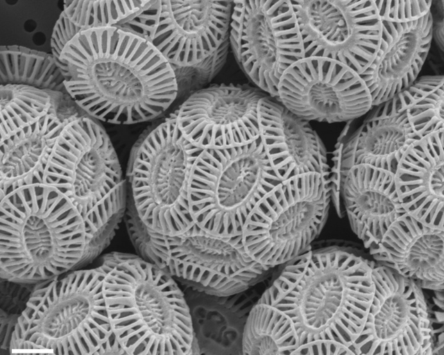 Emiliania huxleyi type A, typical form. These tiny marine algae can evolve fast enough to cope with climate change, in a sign that some ocean life may be more resilient than thought to rising temperatures and acidification, a study in Nature Climate Change shows (Schl&uuml;ter, et al., 2014, 'Adaptation of a globally important coccolithophore to ocean warming and acidification'). Photo: ina.tmsoc.org