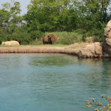 An elephant at the Nashville Zoo 09032011