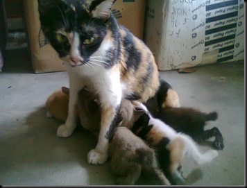 Photo0042