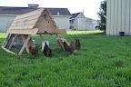  Chicken Gallery