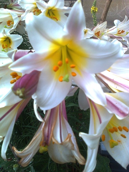 Photo0368.jpg Photo0368