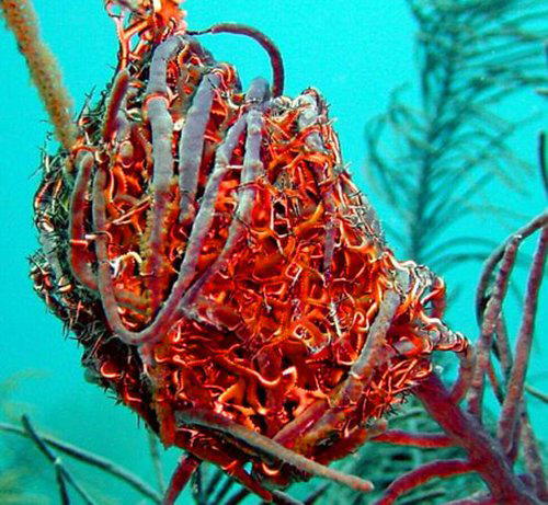 Strange Sea Creatures